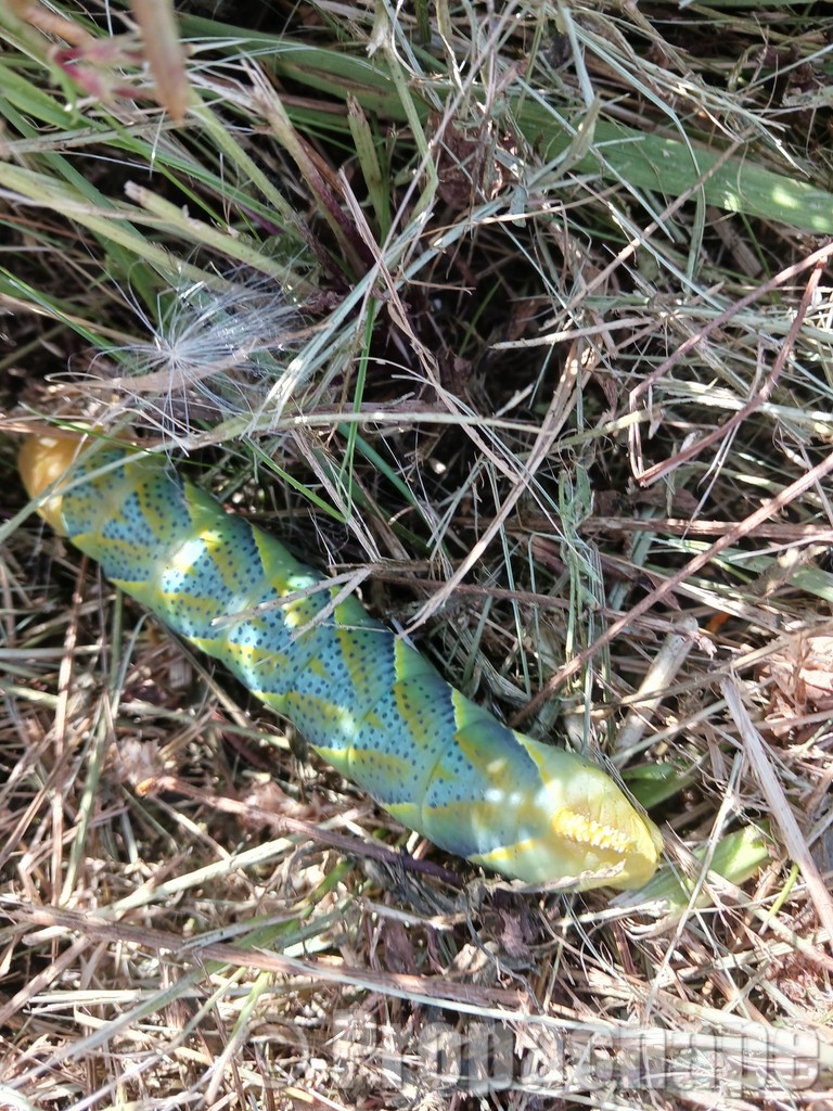 Chenille de sphinx