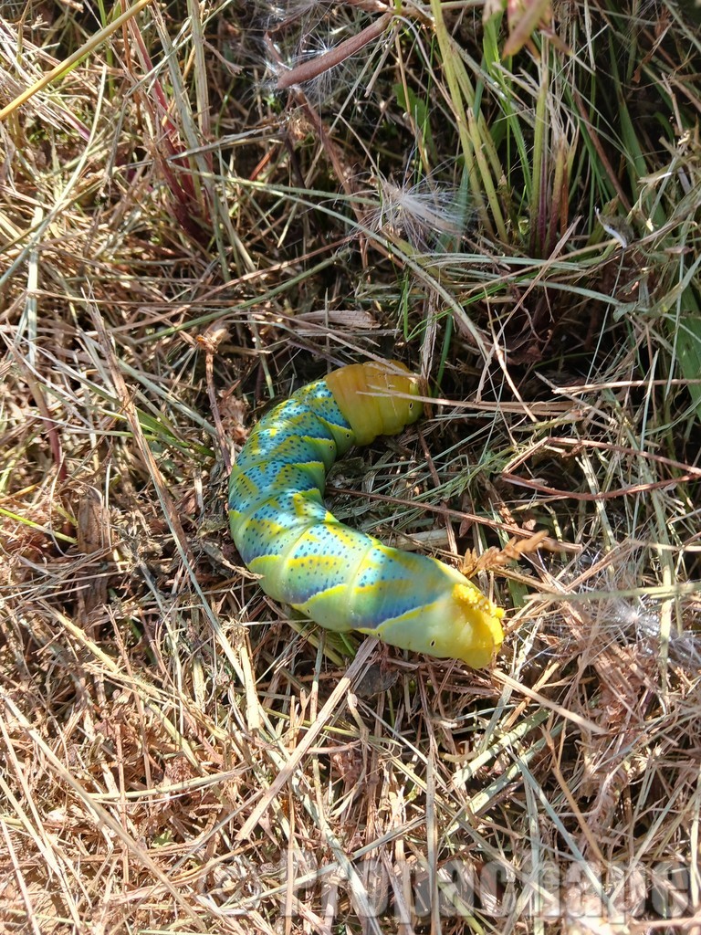 Chenille de sphinx