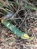 Chenille de sphinx